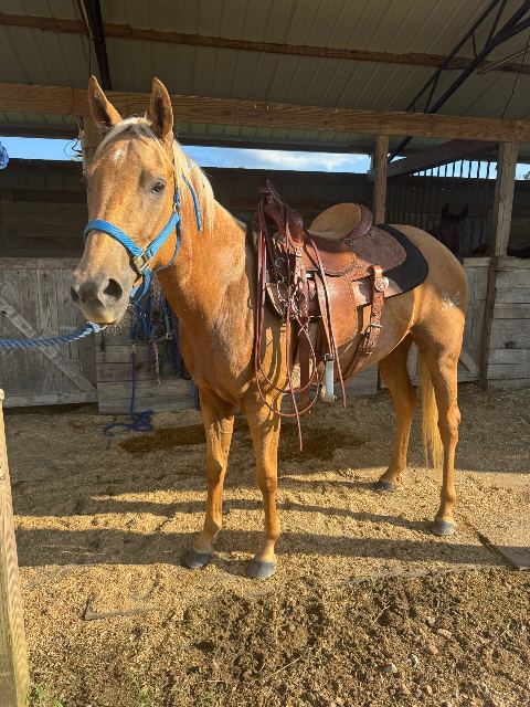 Little Creek Equine event photo