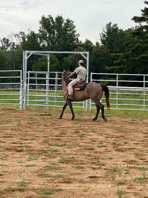 Little Creek Equine event photo